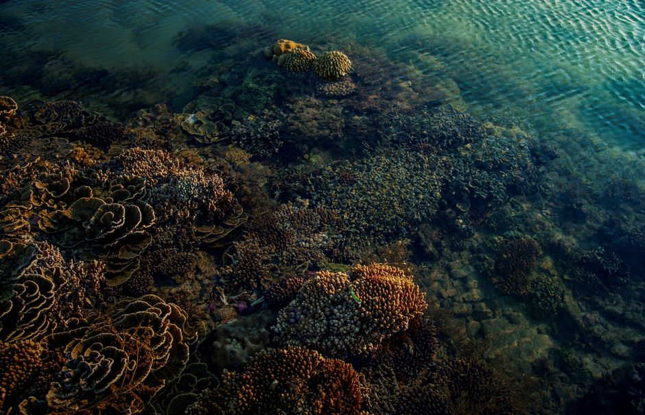 does coral sting what happens and how to treat it