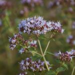 does oil of oregano make you poop