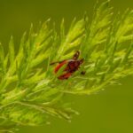does poison hemlock cause a rash