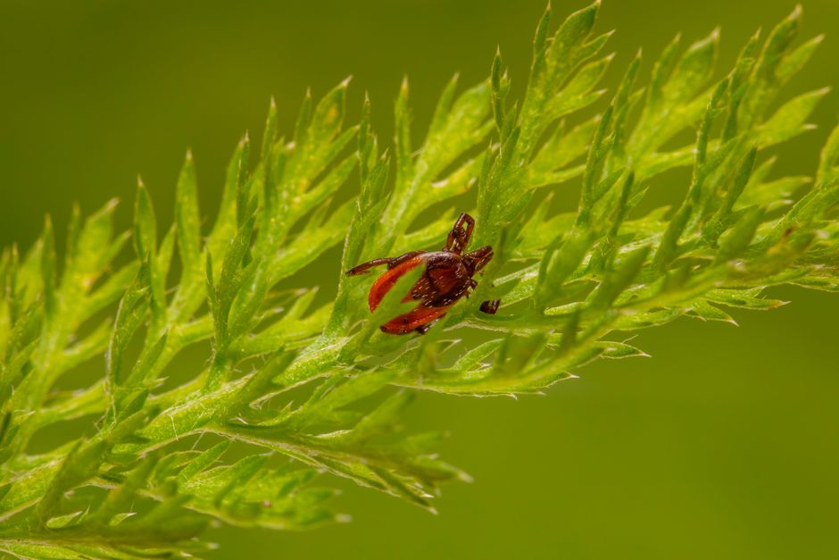 does poison hemlock cause a rash