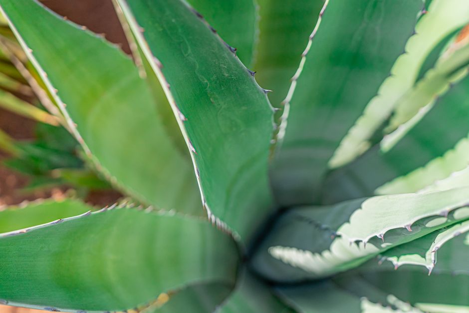 how do you eat aloe leaves