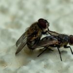 how do you keep flies out of your house