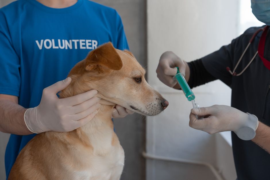 how do you know if you have rabies early signs