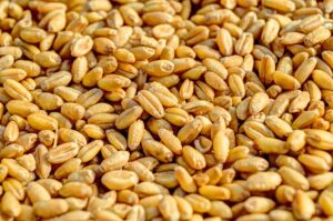 How Does Insoluble Fiber Work In Your Gut? Essential Guide 13 how does insoluble fiber work in your gut