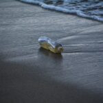 how does water pollution affect human health