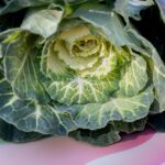 how to core a cabbage