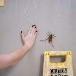 how to detect bed bugs signs tools where to check