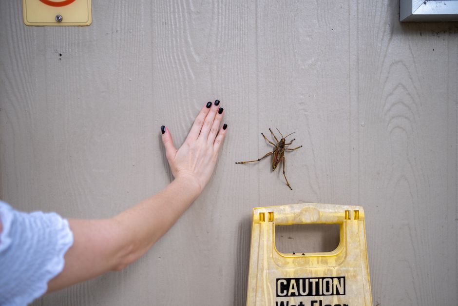 how to detect bed bugs signs tools where to check