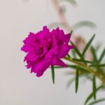 how to eat purslane