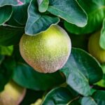 how to eat quince fruit