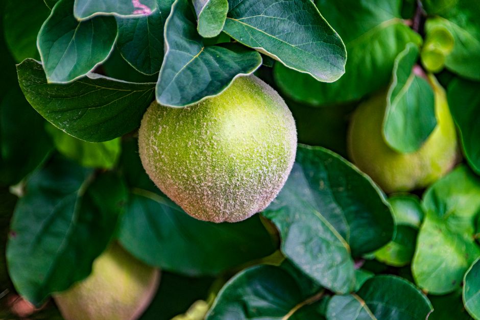 how to eat quince fruit