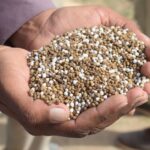 how to fertilize corn by hand for a better harvest