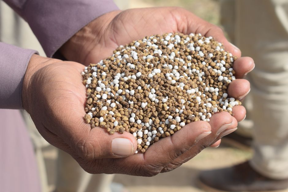 how to fertilize corn by hand for a better harvest
