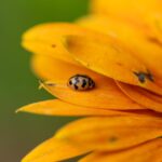 how to get rid of ladybugs in your house