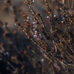 how to grow a creosote bush from seed