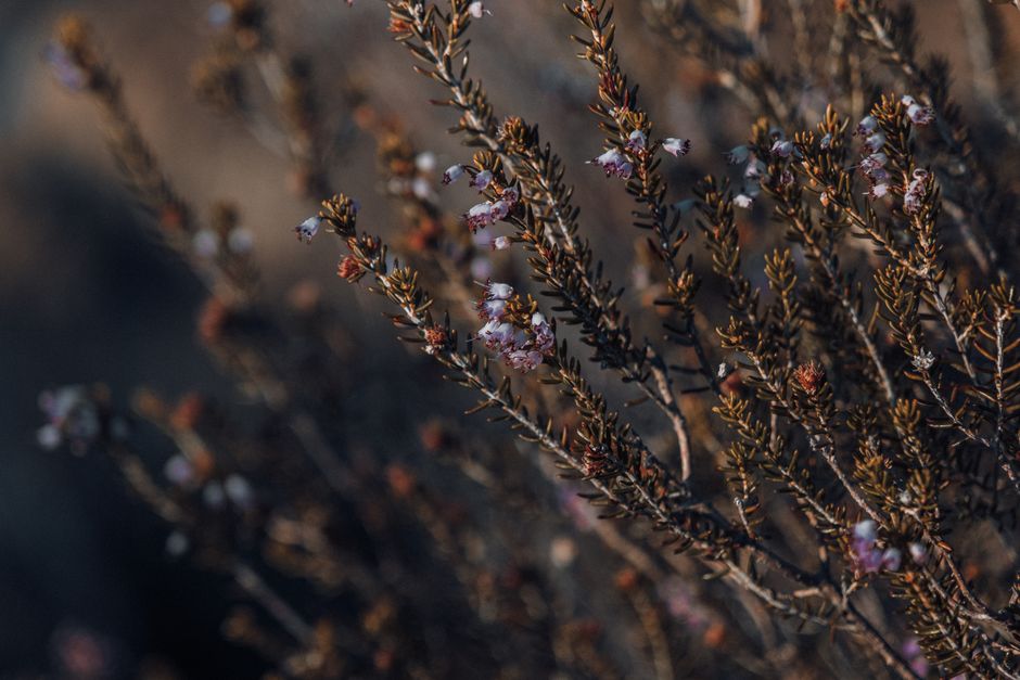 how to grow a creosote bush from seed