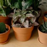 how to grow and care for a hoya adrift