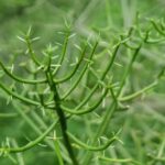 how to grow and care for euphorbia ammak cristata