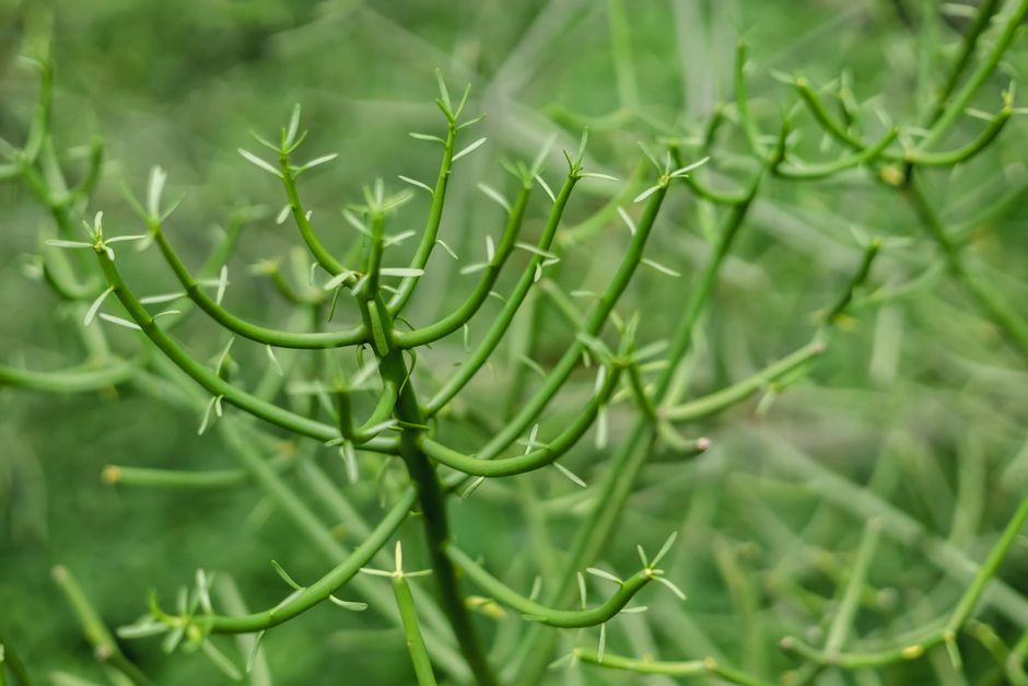 how to grow and care for euphorbia ammak cristata