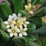 how to grow and care for pittosporum silver queen