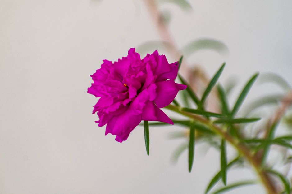 how to grow and care for portulaca mega pazzaz