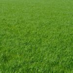 how to grow and maintain a zoysia japonica lawn