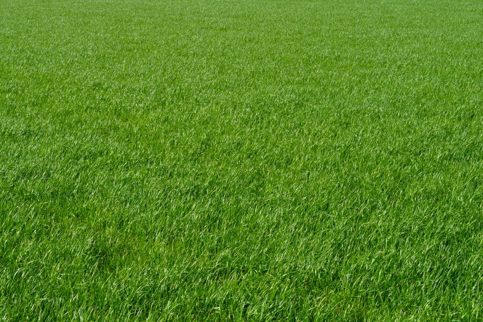how to grow and maintain a zoysia japonica lawn