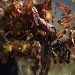 how to harvest and use concord grape leaves