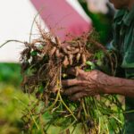 how to harvest ashwagandha root dry and store it