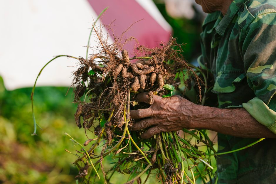 how to harvest ashwagandha root dry and store it
