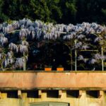 how to kill a wisteria vine and stop regrowth