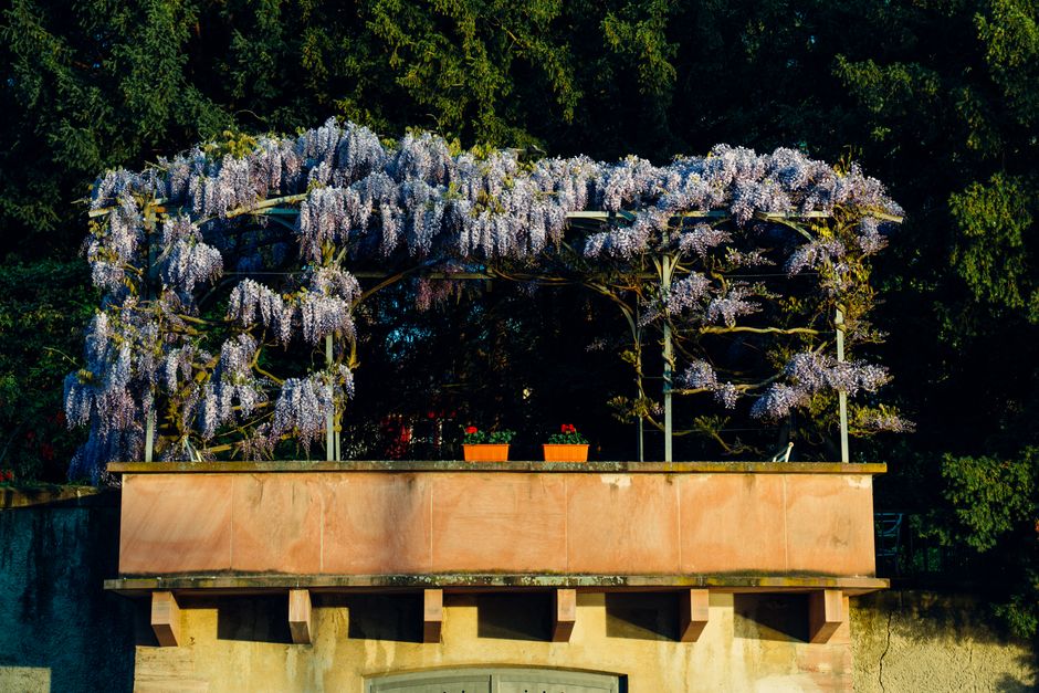 how to kill a wisteria vine and stop regrowth