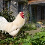 how to know if raw chicken is bad