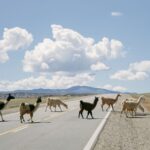 how to lead a caravan of 5 llamas on the trail