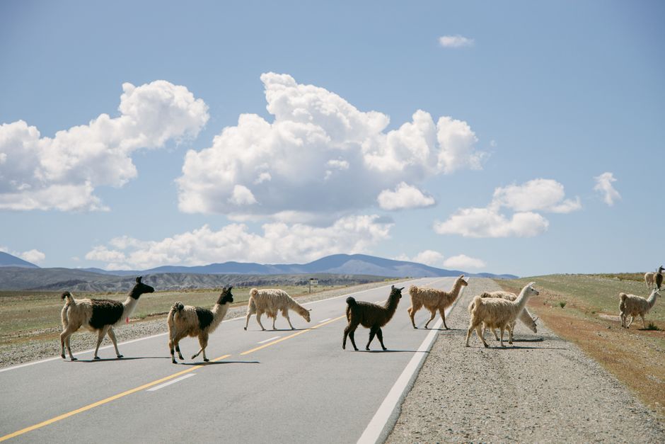 how to lead a caravan of 5 llamas on the trail