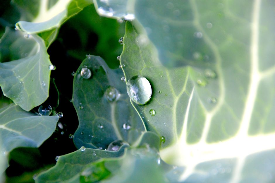 how to make bay leaf water recipe and benefits
