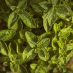 how to make oil of oregano recipe