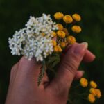 how to make yarrow tea recipe benefits safety