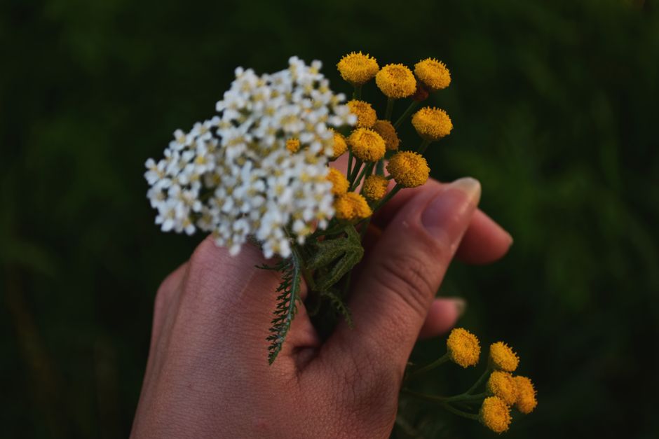 how to make yarrow tea recipe benefits safety