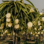 how to pollinate dragon fruit by hand
