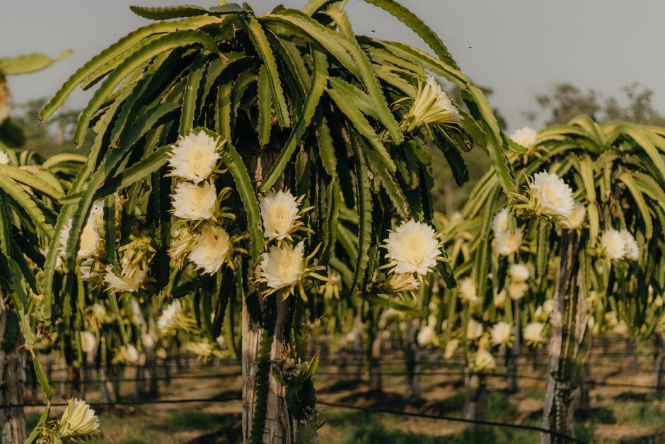how to pollinate dragon fruit by hand