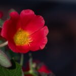 how to preserve purslane for winter freeze dry pickle