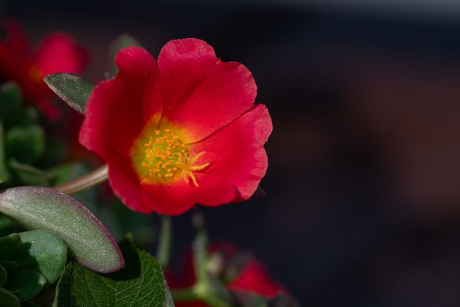 how to preserve purslane for winter freeze dry pickle