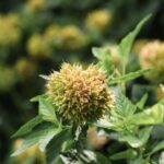 how to propagate ninebark from cuttings