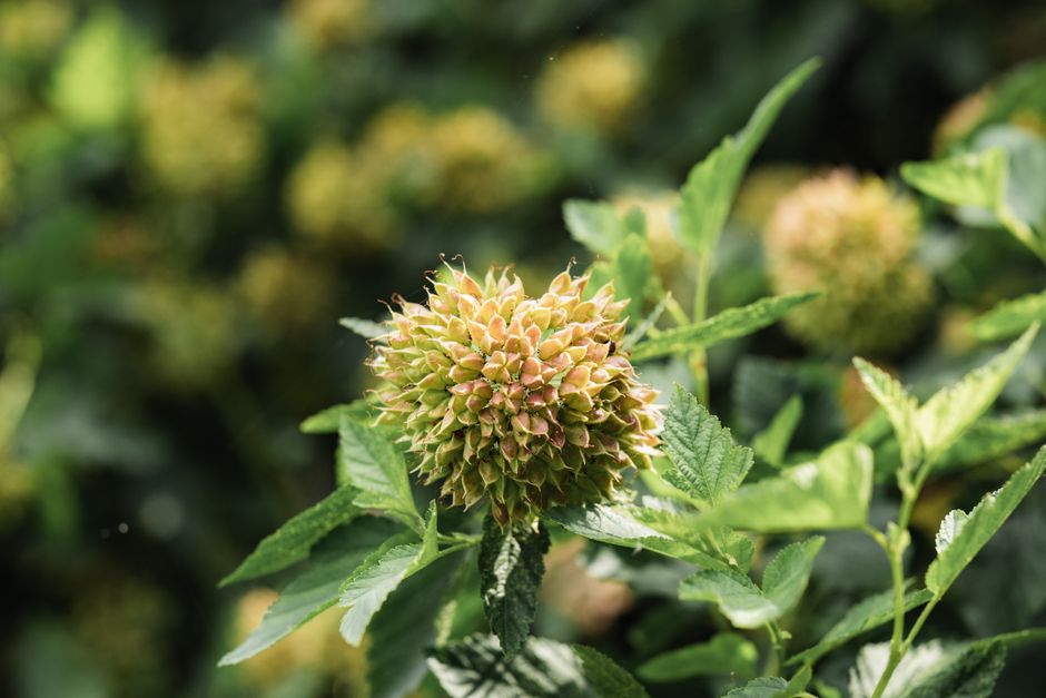 how to propagate ninebark from cuttings