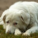 how to protect your puppy from parvo key steps