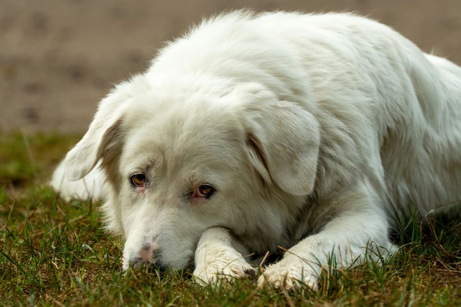 how to protect your puppy from parvo key steps