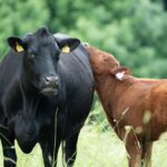 how to raise a calf from colostrum to weaning