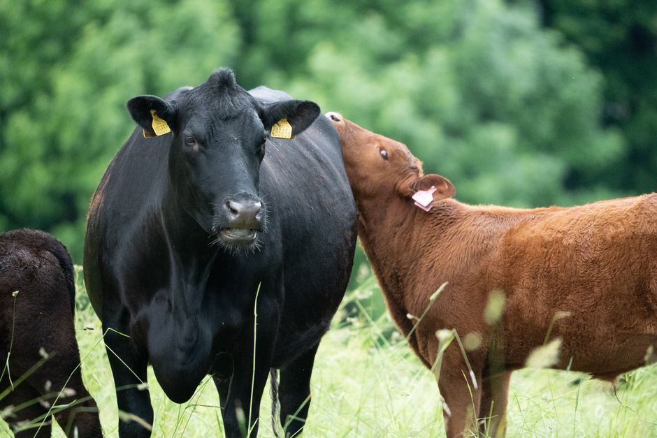 how to raise a calf from colostrum to weaning