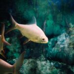 how to reduce nitrites in your aquarium fast